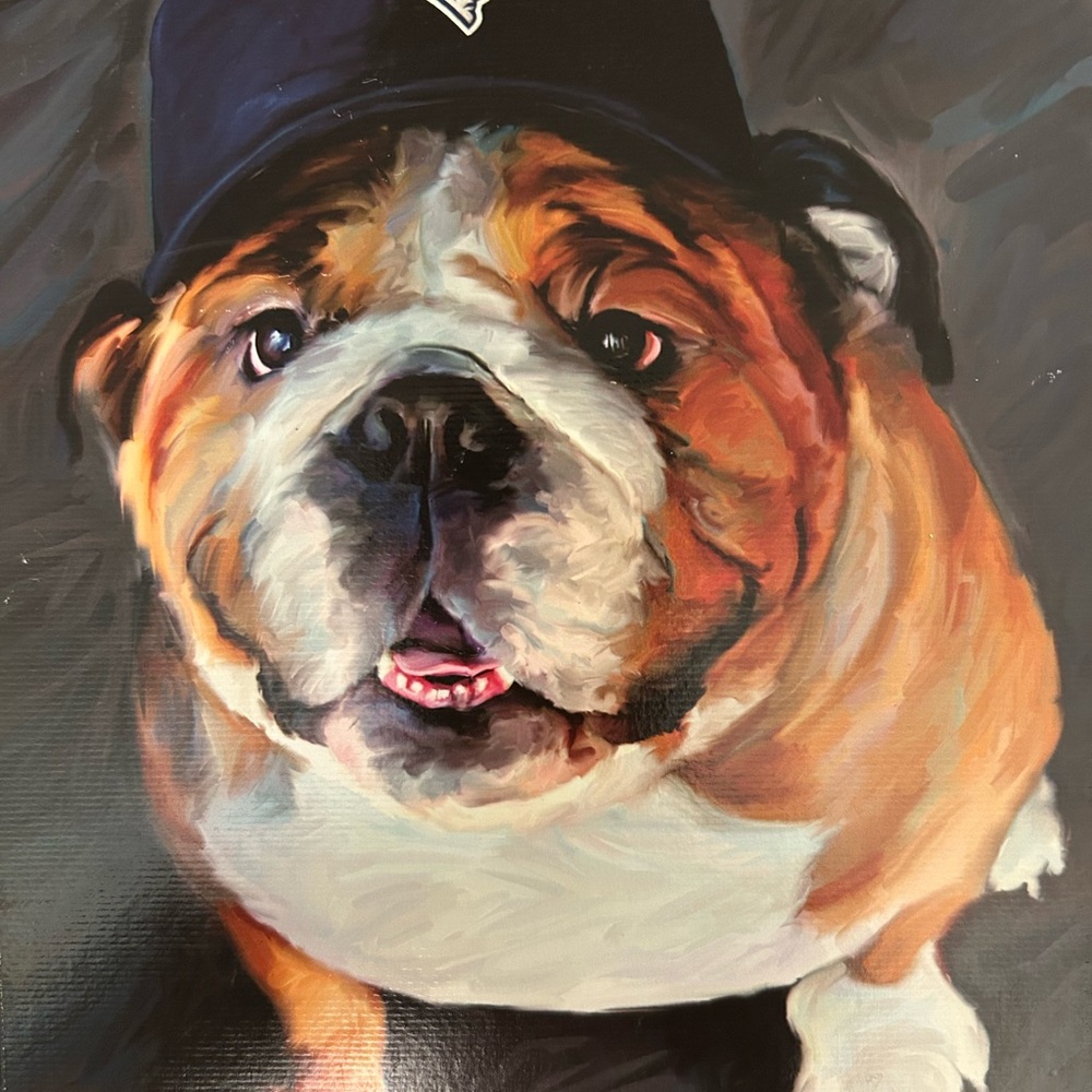 NFL Patriots bulldog picture wall decor